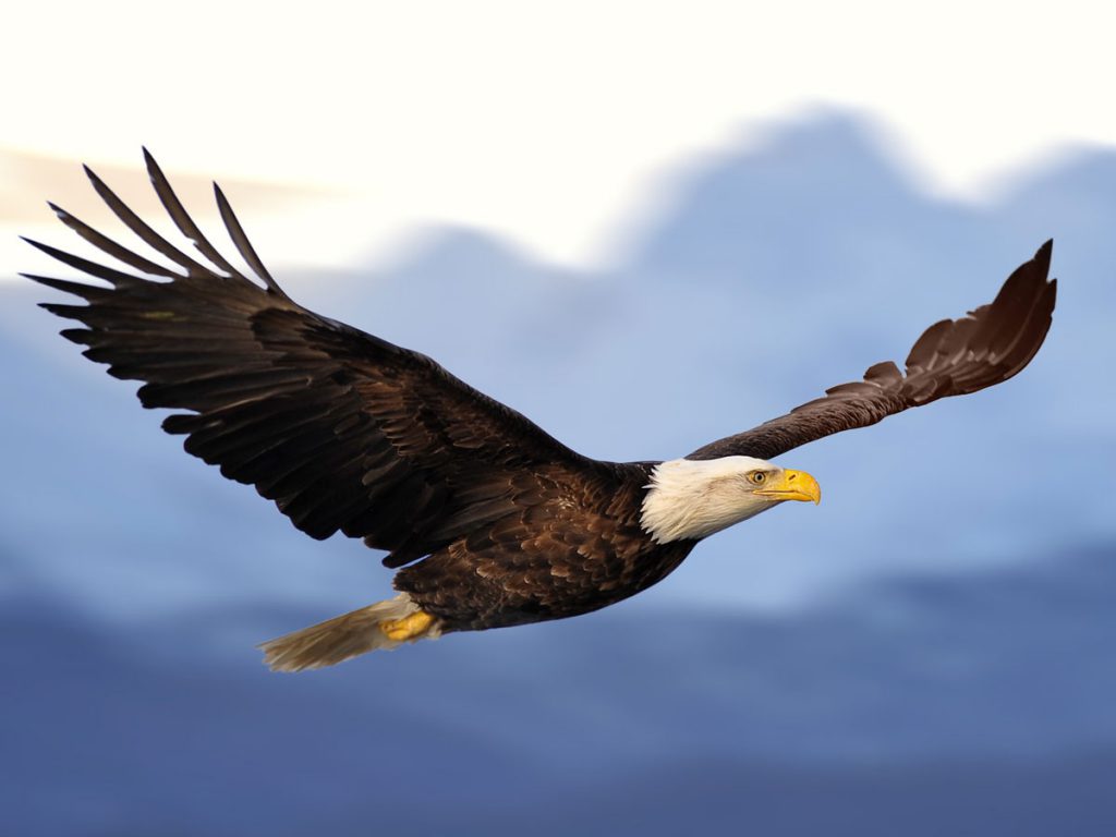 eagle-spirit-animal1