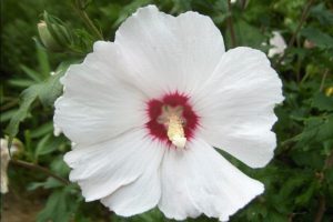 rose of sharon white